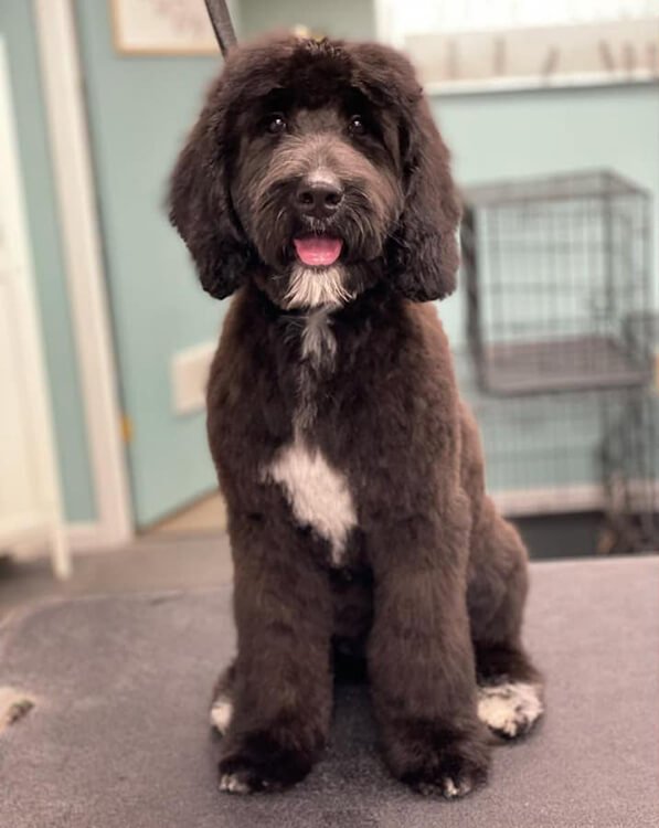 Katie’s Dog Grooming