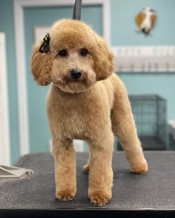 Katie’s Dog Grooming