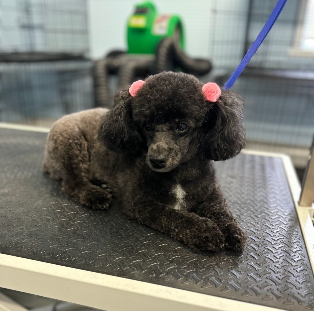 Doodle Day Spa